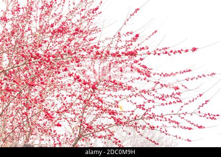 Abundance of Ilex Decidua red fruits isolated on white background in snowy day near Dallas, Texas, US. Large shrub small tree with no leaves dormant o Stock Photo