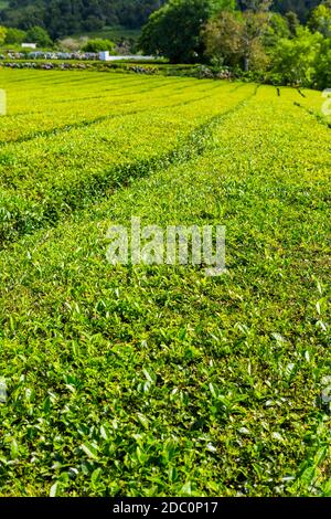 View on tea plantation rows in Gorreana. The oldest, and only, tea plantation in Europe, Sao Miguel island, Azores, Portugal Stock Photo