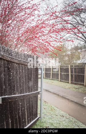 Empty residential back alley in Dallas, Texas with blossom red winterberry Ilex Decidua in snow covered. Red fruits of Possum Haw, Deciduous Holly on Stock Photo