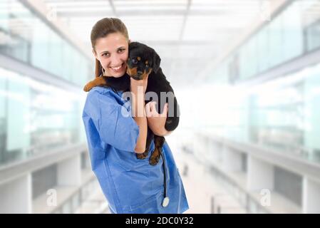 Brunette veterinary with a rottweiler puppy dog. Stock Photo