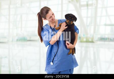 Brunette veterinary with a rottweiler puppy dog Stock Photo