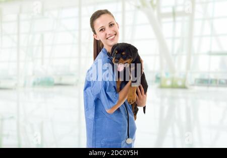 Brunette veterinary with a rottweiler puppy dog Stock Photo