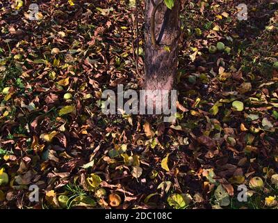 Green colored ripe as well as rotting apples that have fallen down from tree lying on the ground between foliage of green and brown discolored leaves. Stock Photo