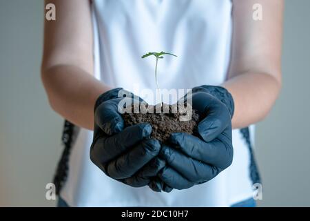 Female hand holding small sprout of medical marijuana plant, close-up. Cannabis growing indoors, planting hemp plant. Concepts of herbal medicine and Stock Photo