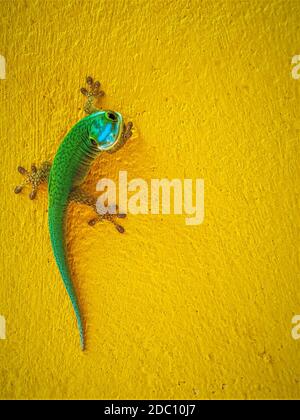 This image shows an endemic green Gecko from La Reunion island Stock Photo