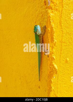 This image shows an endemic green Gecko from La Reunion island Stock Photo