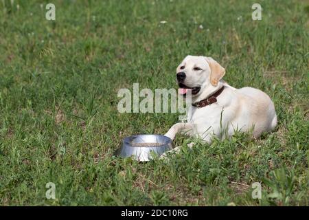 young Labrador dog lies on green grass near bowl of food. Puppy training for endurance and obedience. Stock Photo