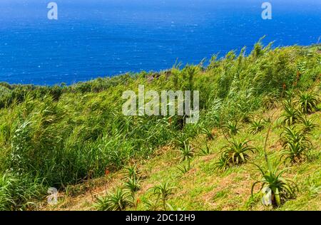 Beautiful landscape sceneries in Azores Portugal. Tropical nature in Sao Miguel Island, Azores. Stock Photo