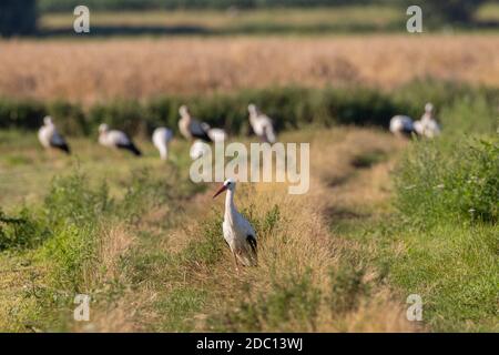 Group of White Stork in meadow with single one in front, Podlaskie Voivodeship, Poland, Europe Stock Photo