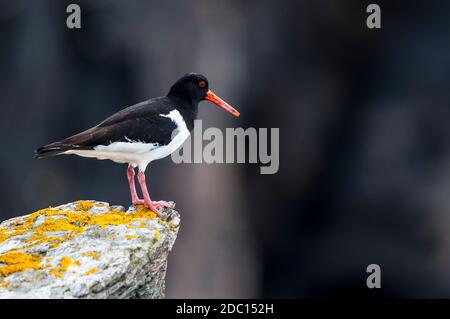 An adult oystercatcher (Haematopus ostralegus) standing on a rocky outcrop encrusted with yellow lichen, at Faraid Head, Durness on the far north coas Stock Photo