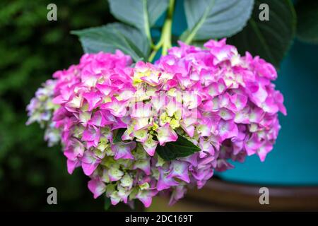 Beautiful pink flower Hydrangea macrophylla in pot, arranged in late summer garden. Stock Photo