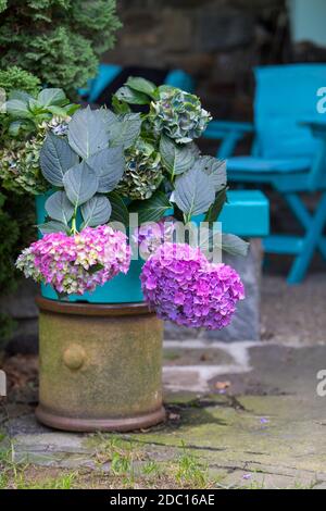Beautiful pink flower Hydrangea macrophylla in pot, arranged in late summer garden. Stock Photo
