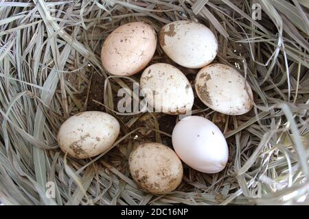 eggs at hay nest in chicken farm Stock Photo