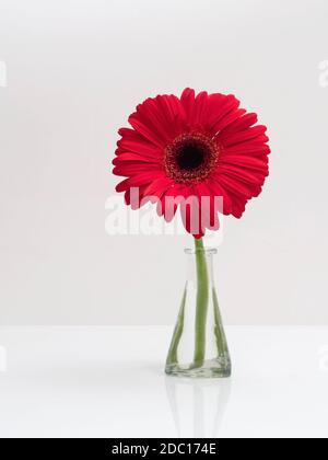 Red Gerbera, Gerber Daisy in glass vase on pale background. Gerbera jamesonii. Stock Photo