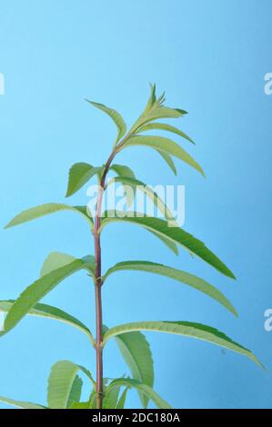 Lemon verbena on a blue background Stock Photo