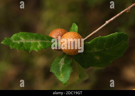 Two Oak Marble Galls, caused by parasitic wasp of the same name (Andricus kollari), on a portuguese oak (Quercus faginea) twig amongst some leaves. Pa Stock Photo