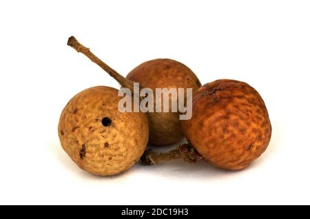 Three Oak Marble Galls, caused by parasitic wasp of the same name (Andricus kollari) on oak trees, isolated over a white background. Parque Natural da Stock Photo