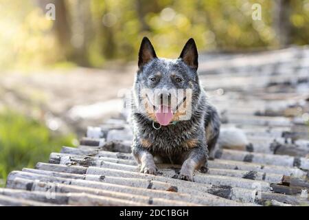 Blue heeler dog is lying down on wooden bridge in forest. Portrait of purebred grey australian cattle dog at nature. Stock Photo