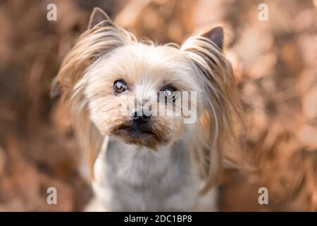 Close up portrait of cute yorkshire terrier dog at autumnal nature Stock Photo