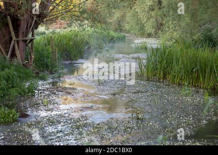 The River Ebble at Broad Chalke in Wiltshire. Stock Photo
