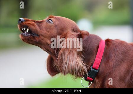 are irish setters protective