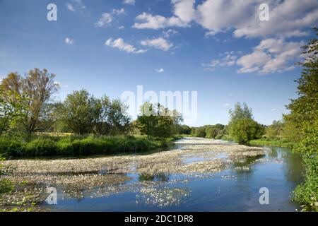 A dense growth of ranunculus weed on the River Wylye near Stapleford in Wiltshire. Stock Photo
