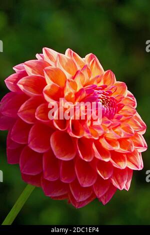 Decorative Dahlia Double Shine