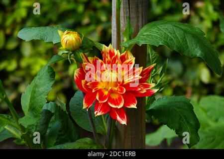 Liesma dahlia Stock Photo