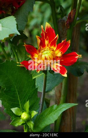 Liesma dahlia Stock Photo