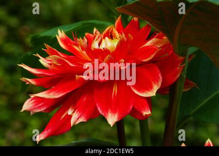 Liesma dahlia Stock Photo