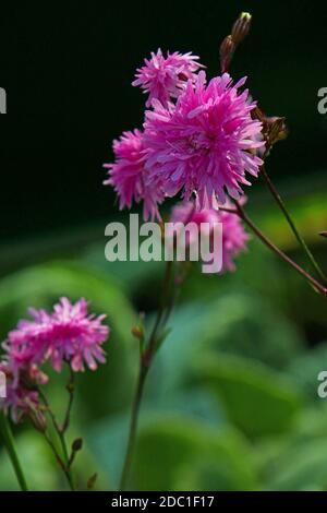 Lychnis flos cuculi Stock Photo