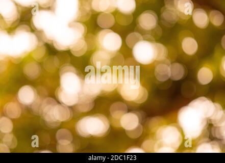 Abstract nature background of glowing leaves creates beautiful bokeh. Stock Photo