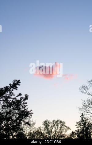 A Heart Shaped Pink Cloud on a Clear Blue Sky With Trees Around the Frame