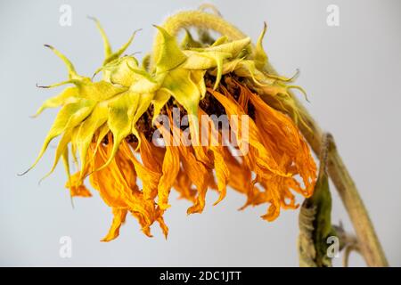 dry sunflower Stock Photo