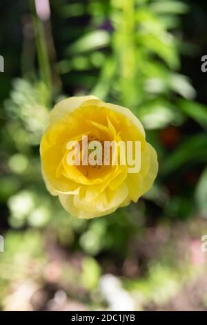 One beautiful yellow poppy in the grass Stock Photo