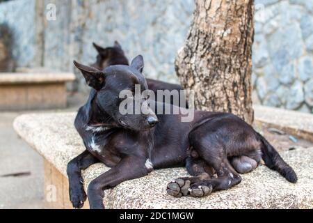 black street dog in Thailand Stock Photo