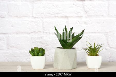 three ceramic pots with plants on a gray table, white background Stock Photo