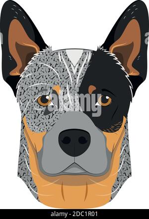 Australian Cattle dog isolated on white background vector illustration Stock Vector