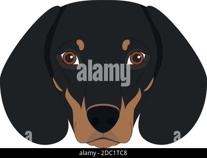Dachshund dog isolated on white background vector illustration Stock Vector
