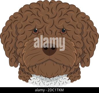 Spanish Water Dog dog isolated on white background vector illustration Stock Vector