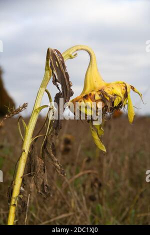 Wheatfield with withered Sunflowers in autumn Stock Photo