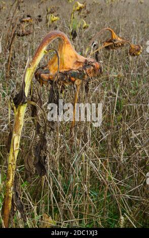 Wheatfield with withered Sunflowers in autumn Stock Photo