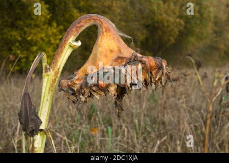 Wheatfield with withered Sunflowers in autumn Stock Photo