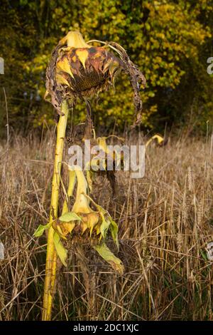 Wheatfield with withered Sunflowers in autumn Stock Photo