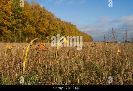 Wheatfield with withered Sunflowers in autumn Stock Photo