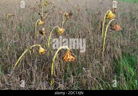 Wheatfield with withered Sunflowers in autumn Stock Photo