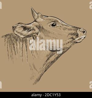 Kind head of cow hand drawing illustration Stock Vector