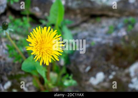 A Yellow Dandelion Growing Out of a Cobblestone Wall Stock Photo