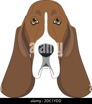 Basset Hound dog isolated on white background vector illustration Stock Vector