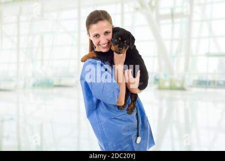 Brunette veterinary with a rottweiler puppy dog Stock Photo